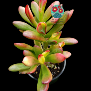 Crassula ovata "Gollum" variegata (es grande)