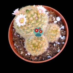 Mammillaria carmenae con hijuelos