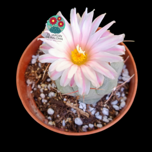 Thelocactus hexaedrophorus