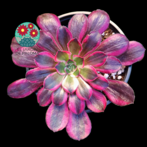 Aeonium Lina variegata