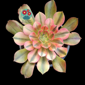 Aeonium Mai Shiranui variegata (importación)