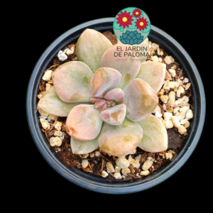 Graptoveria Supreme variegata