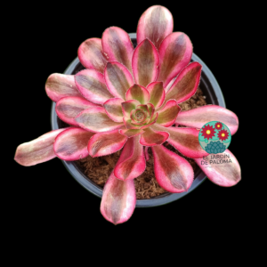 Aeonium Chanel variegata con hijuelo