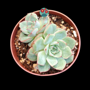 Echeveria California queen doble roseta