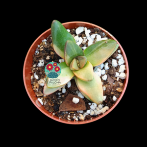 Crassula Benjamin variegata