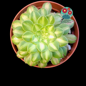 Aeonium "Golden jade" variegata