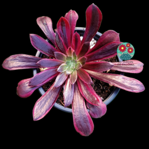 Aeonium "Mona lisa" variegata (importación)