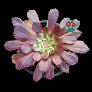 Aeonium Black peony variegata