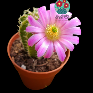 Echinocereus pentalophus