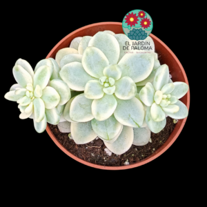 Sedum clavatum variegata