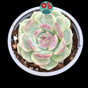 Echeveria Baroque (parentales importación,buen tamaño, novedad)