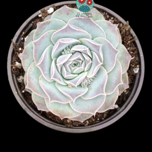 Echeveria Hyalina (buen tamaño)