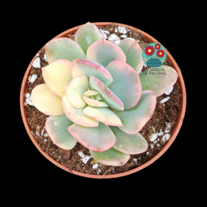 Echeveria Luella variegata (importación, novedad)