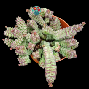 Crassula "Baby's necklace"