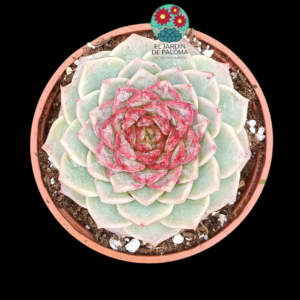 Echeveria Red Velvet (grande,española)