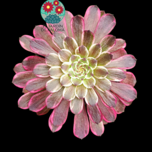 Aeonium Ecstasy variegata (es grande)