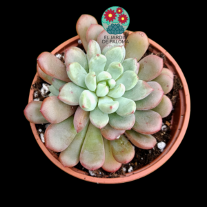 Graptoveria "Snow Peach" (novedad)