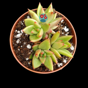 Echeveria agavoides "Maria" bouquet