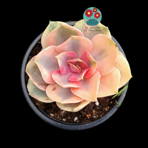 Echeveria Rainbow variegata (buen tamaño, novedad)