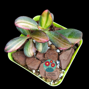 Crassula "Seagull" variegata tricolor (importación, no es grande)