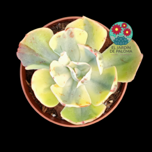 Echeveria "Enfant"  variegata