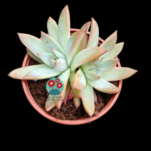 Echeveria Colorata brandtii doble roseta (buen tamaño)