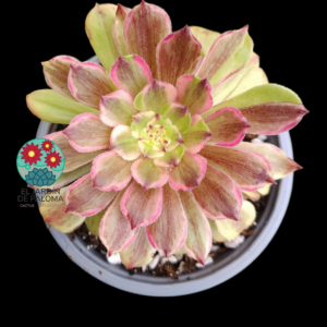 Aeonium Pink daisy variegata (importación)