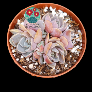 Echeveria Purple bouquet