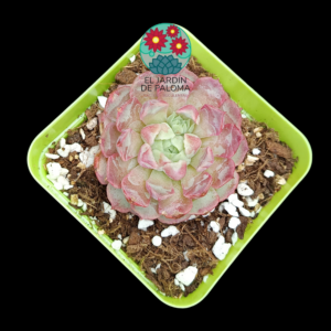 Echeveria Charlotte rose