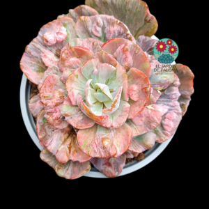 Echeveria Beyonce variegada muy grande (se envia a raíz desnuda por su peso)