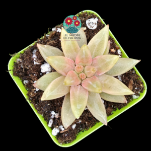 Echeveria Yellow tolimanensis (no es grande)