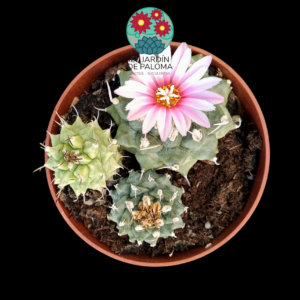 Turbinicarpus alonsoi x 3