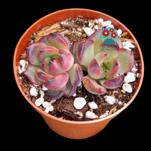 Echeveria Black tiger doble roseta (no es grande y no es de importación)