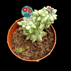 Euphorbia horrida monstruosa