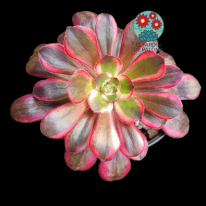 Aeonium Lina variegata