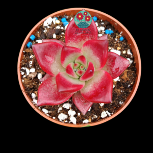 Echeveria agavoides "Romeo rubín"