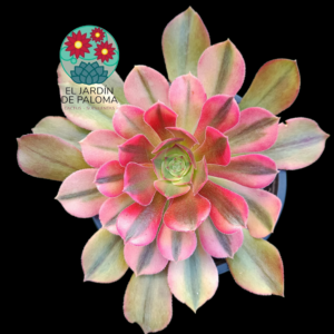 Aeonium Mai Shiranui variegata (importación,es grande)