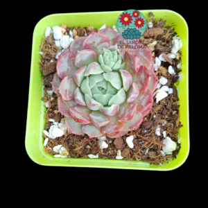 Echeveria Charlotte rose