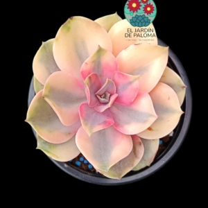 Echeveria Rainbow variegata (buen tamaño, novedad)