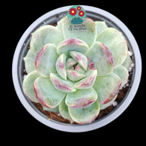 Echeveria Baroque (parentales importación, es grande)