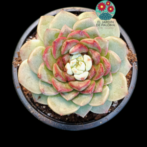 Echeveria Red Velvet (buen tamaño,española)