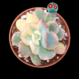 Echeveria Luella variegata