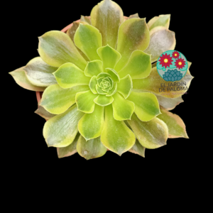 Aeonium Lemon lime variegata