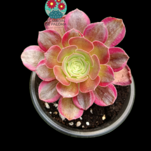 Aeonium Athena variegata
