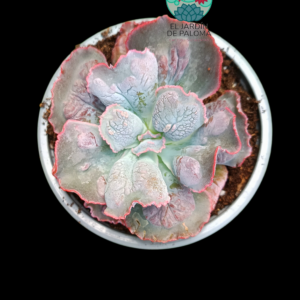 Echeveria Linguas (buen tamaño)