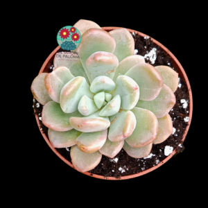 Graptoplelatum "Amore fati" (no es de importación)