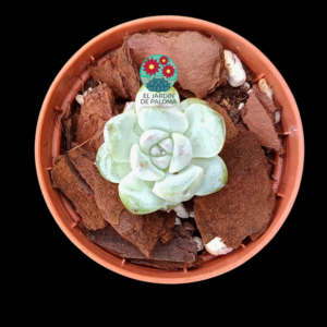 Echeveria "Stramberry jam" (importación, pequeño tamaño)