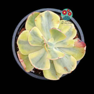 Echeveria "Sunset peony " variegata