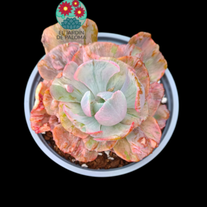 Echeveria Beyonce variegada muy grande (se envia a raíz desnuda por su peso)