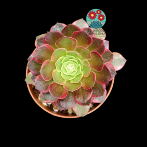 Aeonium Halloween variegata